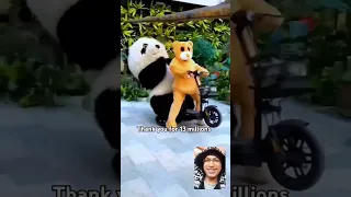 باندا مضحك              دندنها