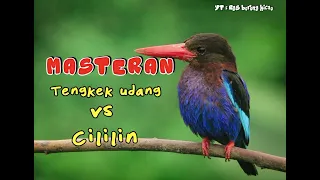masteran tengkek udang mix cililin gacor
