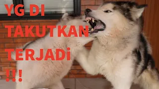 JUN BERANTEM SAMA SHADOW!!!