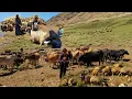 Download Lagu Nomadic Life | Nomadic Shepherding in Zagros | Nomadic Milking and Daily Life 🌿 🐐