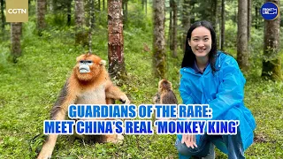 Guardians of the Rare Meet China s real Monkey King
