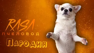 ПЕСНЯ про СОБАКА ХЛОПАЕТ В ЛАДОШИ мем клип Rasa - Пчеловод ПАРОДИЯ
