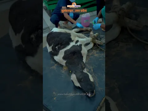 बछड़े को अपना एक पैर गवाना पड़ा | सड़क दुर्घटना से हुआ घायल #savegaumata #animals #shorts #fyp