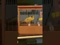Download Lagu Timbrado canary singing 💛- Kanarienvogelgesang #shorts #short #viral #kanarienvogel