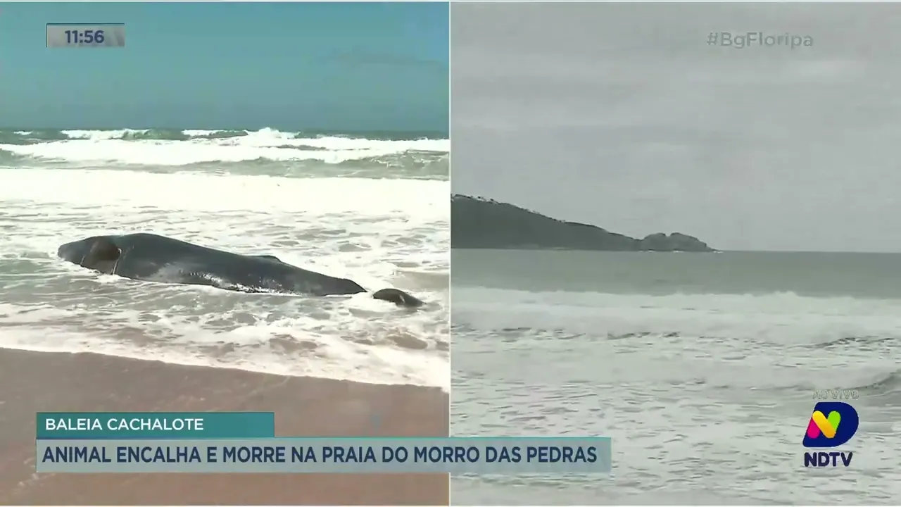 Baleia Cachalote: animal encalha e morre na Praia do Morro das Pedras