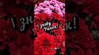 добрийранок музика гарногодня побажання квіти хризантеми 