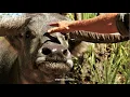 Crocodile Dundee: How to subdue a water buffalo