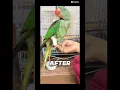 Download Lagu Leg Fractured :( #parrot #parrotvideo