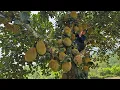 Single Mother - Cleaning the garden, picking jackfruit to sell/Village life