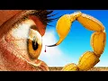Download Lagu STUNG by Arizona's Largest Scorpion!