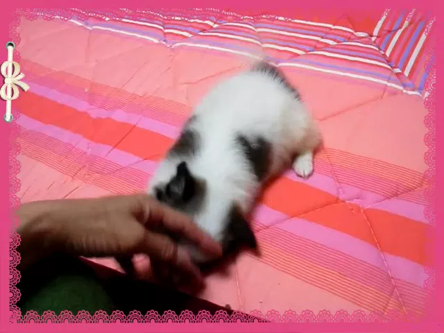 動画