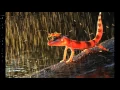 Download Lagu rain with lightning sound effects - efek suara hujan dan petir #3