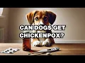 Can Dogs Get Chickenpox Explained