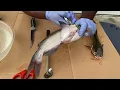 Catfish don t have scales - how to skin a catfish