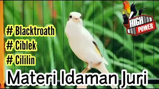 kenari isian blacktroath ciblek mozambik cililin sikatanlondo