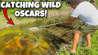 I Trapped a Wild Oscar in a Florida Ditch Here s What Happened Next