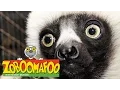 Zoboomafoo Season 1 Episode 1-5 Full Episode Compilation Kids TV Shows