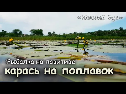 Ловля КАРАСЯ в КУВШИНКЕ летом  Рыба