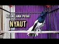 Download Lagu SUARA BURUNG kacer gacor NGEPLONG TARUNG ini paling AMPUH buat PANCINGAN KACER agar EMOSI NYAUT