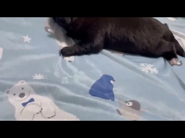 動画