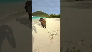 Guana Island-one of our favorite beaches! Coming soon in a long format video! #caribbeanisland