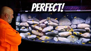 Download I Built The PERFECT Tank For Cichlids, Yellow Lab Aquascape MP3