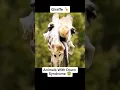 Animals with down syndrome
