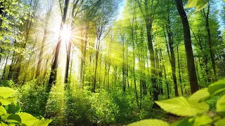 موسيقى هادئة لتخفيف التوتر موسيقى سلتية هادئة للتأمل علاج شفاء نوم يوجا 