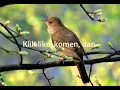 Download Lagu Masteran Sikatan Londo Terbaik