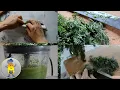 How to Freeze Dill for Winter in a Container in Cubes in a Packet FREEZING DILL TOP-3 METHODS