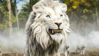 أسد بيجبروه يتربى مع إناث الأسود عشان لما يكبر يطلع ضعيف لكنه بيطلع أشرس أسد فى القطيع 