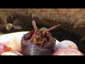 Hornets Vs Wasps || ViralHog