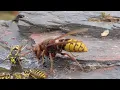 Hornets Vs Wasps ViralHog