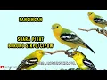 Download Lagu SUARA BURUNG SIRTU/CIPOW NGAMUK COCOK BUAT PIKAT  BURUNG SUSAH TURUN || PANCINGAN DI ALAM.