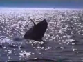 Video di Free Willy 2 Trailer