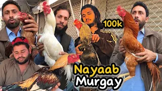Rawalpindi Aseel Murga Mandi Sasty Aseel 5k Asian Aseel