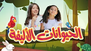 الحيوانات الأليفة   زين ويارا   طيور الجنة دندنها
