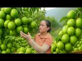 Download Lagu Harvest 100kg of Chinese Apples Goes To Market Sell, Simple Jujube Wine Soaking Recipe