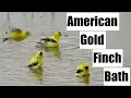 American Gold Finch Baths