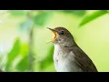 Download Lagu Singing Thrush nightingale