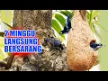 Download Lagu BURUNG RAMBATAN DORAEMON BARU 2 MINGGU MASUK AVIARY LANGSUNG KAWIN DAN BIKIN SARANG