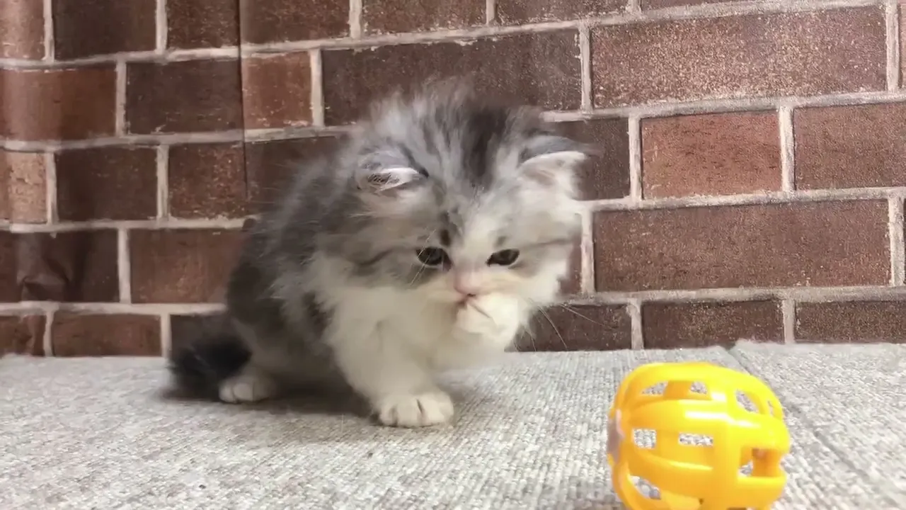 動画