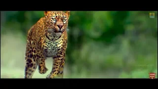 maasthi gudi tiger attack in village duniya vijay amulya kriti kharbanda fight scene