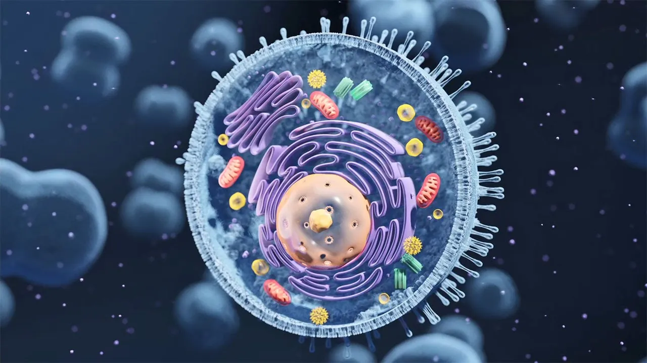 Autophagy - The orderly degradation and recycling of cellular components