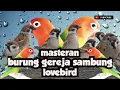 Download Lagu burung gereja tarung sambung lovebird #masteranburung #muraibatu #gacor #kicaumania