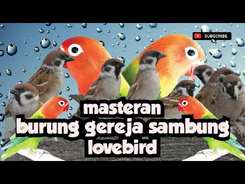 Download MP3 burung gereja tarung sambung lovebird #masteranburung #muraibatu #gacor #kicaumania