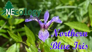 NEcology Plant Spotlight - Northern Blue Iris