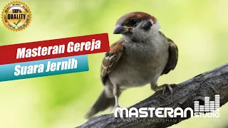 Download Masteran Burung Gereja  Jeda 1 menit Suara Jernih Mudah Ditiru Banyak Di Cari Orang #MasteranStudio MP3