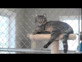Whitman County Humane Society Fur Ball