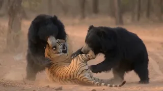 2 Osos Pérezosos vs Tigre: Furia Animal y un Final Sorprendente